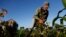 FILE - Farmer Diogenes Cheveco, 73, picks beans on unused government land that farmers are allowed to use to grow food and raise livestock, on the outskirts of Havana, Cuba, March 3, 2015. 