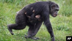 Este gorila es una de las tantas especies animales que habitan el zoológico de Detroit en el suburbio de Royal Oak, en Michigan.