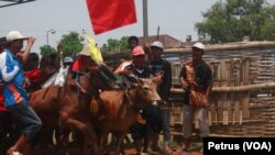 Karapan Sapi di Madura, akan diangkat ke layar lebar oleh sutradara Hollywood, Livi Zeng (Foto: VOA/Petrus)