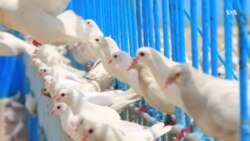 کبوتران روضه سخی در مزار شریف با کمبود مواد غذایی مواجه اند