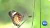 英语视频：新报告敦促世界采取行动拯救昆虫