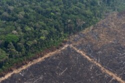 Virgin jungle stands next to an area that was burned recently near Porto Velho, Brazil, Aug. 23, 2019.