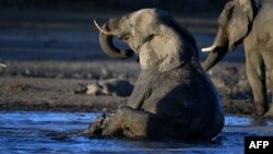 FILE - An elephant sits in the water in one of the dry channels of the wildlife reach Okavango Delta near the Nxaraga village in the outskirt of Maun, Botswana, Sept. 28, 2019.