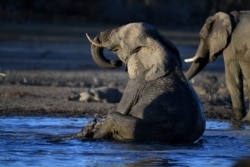 FILE - An elephant sits in the water in one of the dry channels of the wildlife reach Okavango Delta near the Nxaraga village in the outskirt of Maun, Botswana, Sept. 28, 2019.