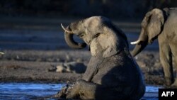 FILE - An elephant sits in the water in one of the dry channels of the wildlife reach Okavango Delta near the Nxaraga village in the outskirt of Maun, Botswana, Sept. 28, 2019.