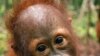 Borneo's Endangered Orangutans Pay Price of Progress
