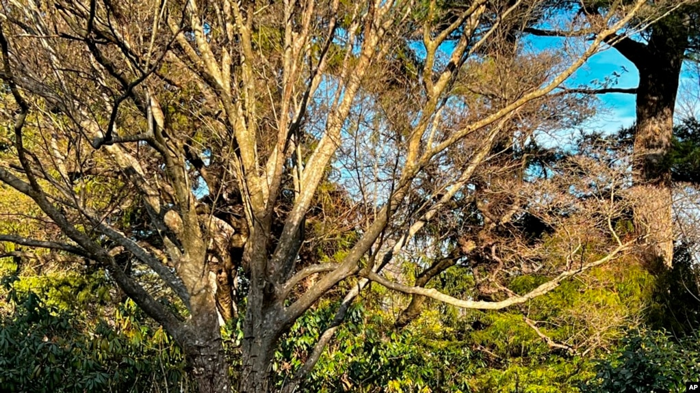 This shows a garden with trees that keep their leaves in the winter trees that lose them in Oyster Bay, NY on February 21, 2022. (Jessica Damiano via AP)