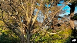 This shows a garden with trees that keep their leaves in the winter trees that lose them in Oyster Bay, NY on February 21, 2022. (Jessica Damiano via AP)