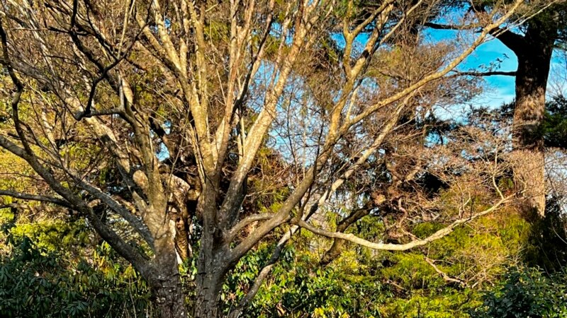 When Planning Spring Garden, Think About Next Winter’s Too