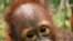 Borneo's Endangered Orangutans Pay Price of Progress