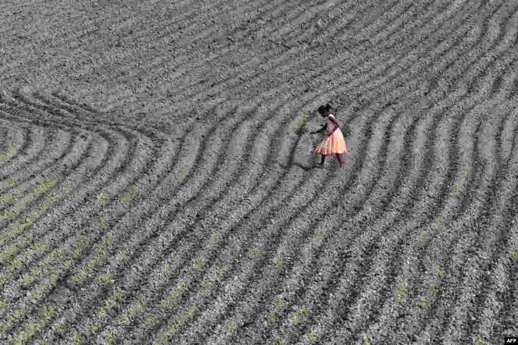 A young villager works in the maize field at Murkata village in Morigaon district, some 70 km from Guwahati, India.