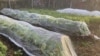 Extend Your Fresh Vegetable Harvest Season