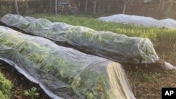 This undated photo shows a fall garden in New Paltz, N.Y. Hardy vegetables such as lettuce, endive, and arugula can be harvested well into autumn even in northern gardens with some protection from "tunnels" covered with clear plastic or row covers. (Lee Reich via AP)