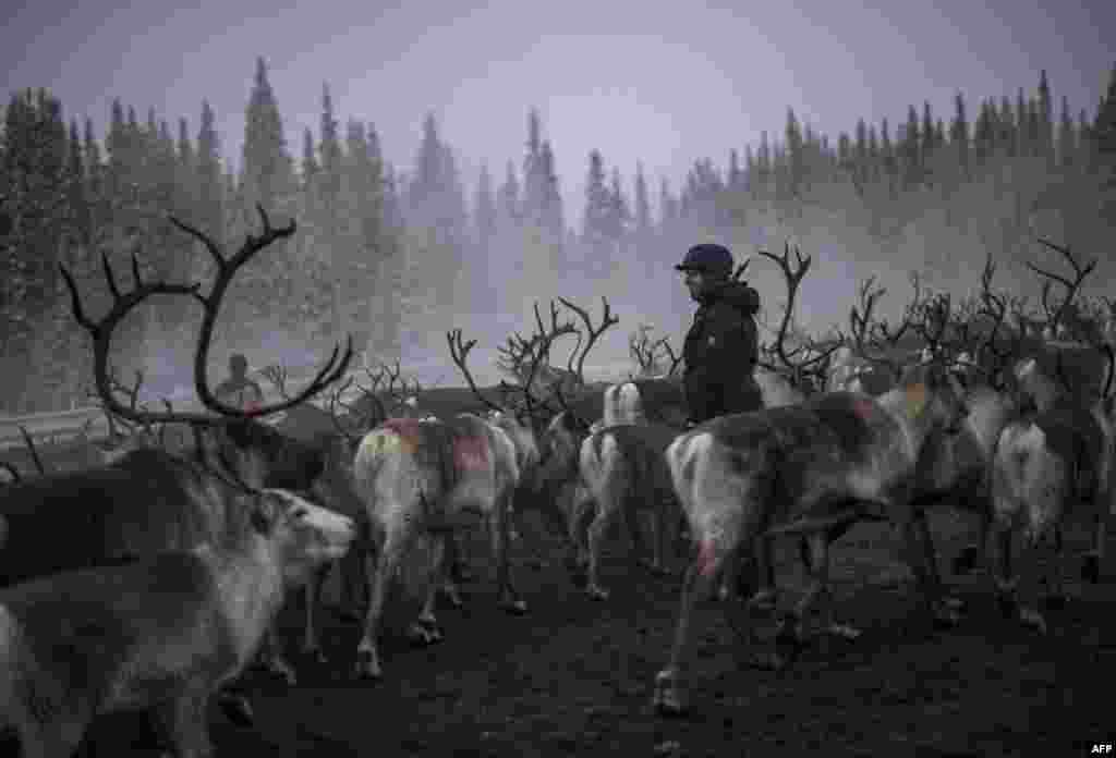 Seorang perempuan dari suku Sami mengawasi rusa-rusa di desa Dikanaess. Swedia barat laut.