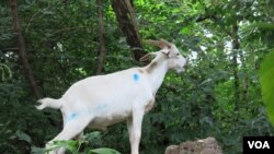 在歷史國會公墓旁幫忙清理雜草蔓藤的山羊 (Rosanne Skirble/VOA) 