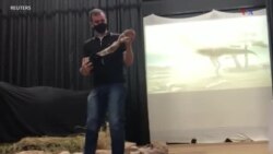 Բրազիլիայում հայտնաբերվել են դինոզավրերի նոր տեսակներ, որոնք ապրել են 70 միլիոն տարի առաջ