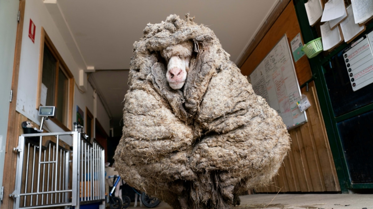 Sheep with 35 Kilograms of Wool Finally Gets a Haircut - Vimarsana News
