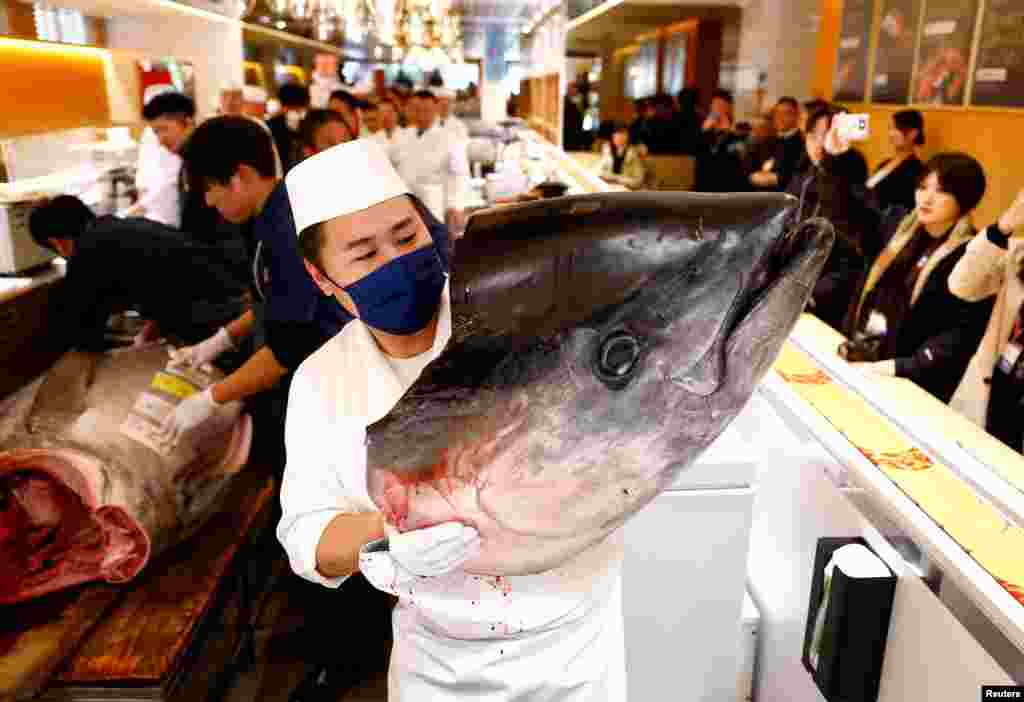 The head of a 276-kilogram bluefin tuna that was auctioned for 207 million Japanese yen (about $1.3 million) in Tokyo.