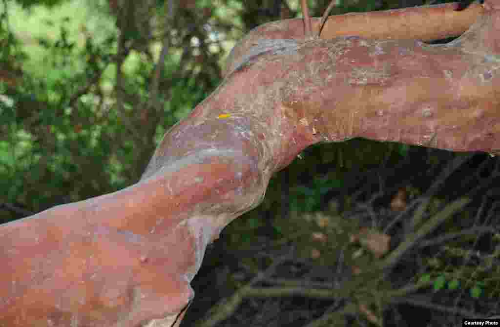 Pohon Eastern Strawberry (Arbutus andrachne) tumbuh di semak belukar Mediterania.