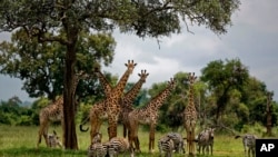 FILE - Giraffes and zebras congregate under the shade of a tree in the afternoon in Mikumi National Park, Tanzania, March 20, 2018.