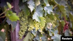 法國西南部葡萄園一景 （資料圖片）