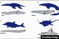 Jaw adaptations show rapid evolution in Icthyosaurs. (Photo: courtesy Dr. Tom Stubbs)