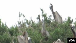 Pelikani koji se gnijezde u močvarama Louisiane