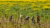 La industria agrícola de California mueve $44.000 millones de dólares y ayuda a alimentar a la nación.