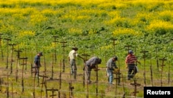 La industria agrícola de California mueve $44.000 millones de dólares y ayuda a alimentar a la nación.