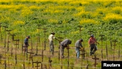 Los trabajadores agrícolas que viven sin autorización en el país y que hayan laborado dos años en el sector, podrían acceder a una nueva visa denominada como "tarjeta azul". 