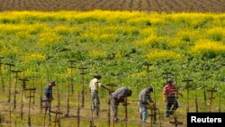 Des ouvriers agricoles travaillent dans un champ à Clarksburg, en Californie, le 16 mars 2010. 