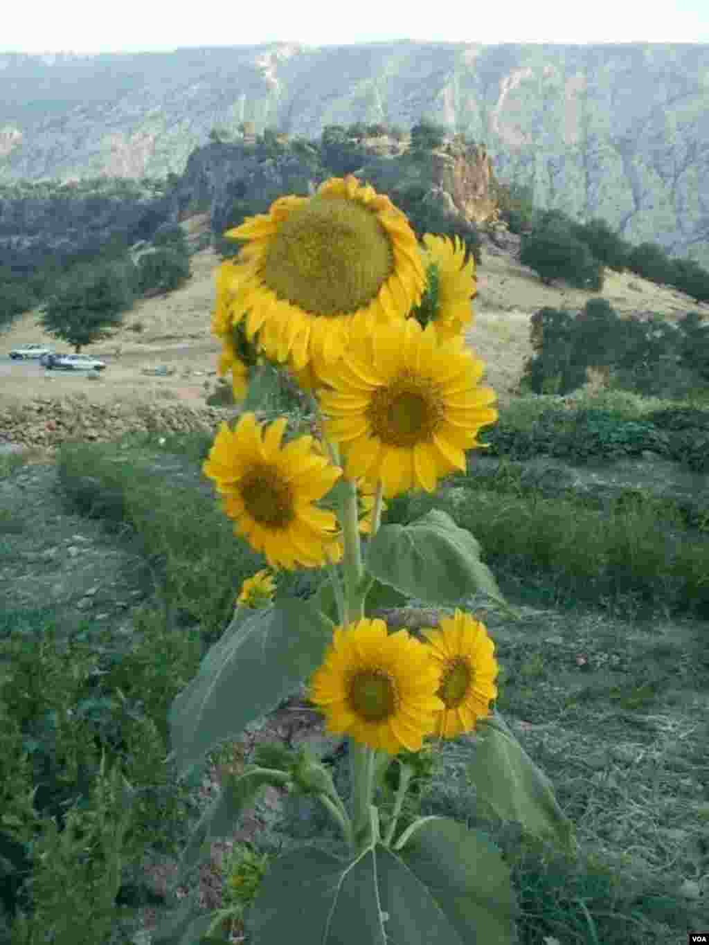 پشته لارت روستای آبهرپایین شهرستان بدره عکس: عابدین ملکی (ارسالی شما) 