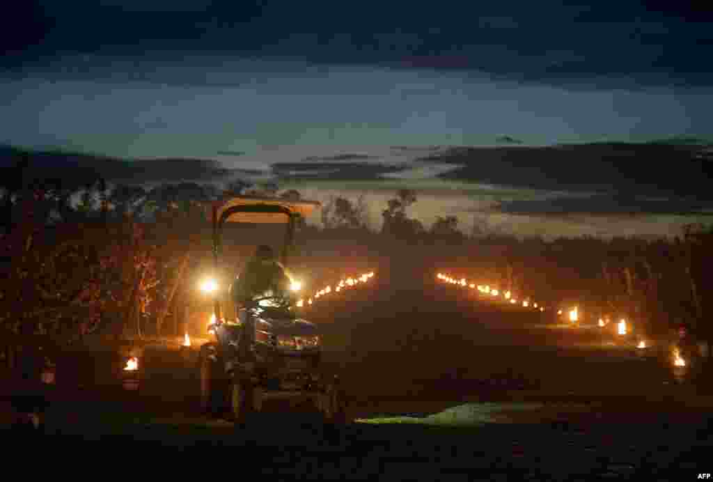 A worker with a tractor drives by anti-frost candles in an apple orchard outside the village of Miloslavov-Alzbetin Dvor near Bratislava, Slovakia, on a cold spring night. Apple growers protect the blooming apple flowers from the freezing night temperatures by warming up the air with more then 1,000 anti-frost candles.
