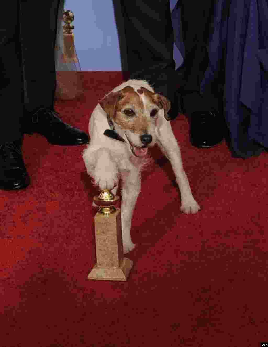 Собака по кличке Угги из фильма "Артист"