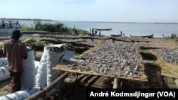 La commercialisation de vente de poisson frais sera modernisée au Tchad, le 8 juillet 2020. (VOA/André Kodmadjingar)