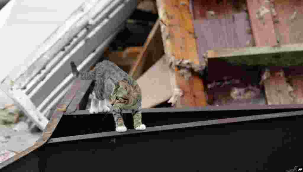 Кошка блуждает по завалу, оставленному ураганом &laquo;Харви&raquo;. Кота приютил хозяин соседнего дома, Рокпорт, Техас, 28 августа 2017 (AP Photo / Eric Gay)