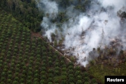 Pembakaran hutan di dekat perkebunan kelapa sawit di Kabupaten Kapuas, dekat Palangka Raya, Kalimantan Tengah, 30 September 2019. (Reuters).