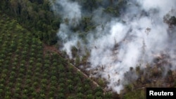 Pembakaran hutan di dekat perkebunan kelapa sawit di Kabupaten Kapuas, dekat Palangka Raya, Kalimantan Tengah (Reuters). 