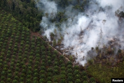 Pembakaran hutan di dekat perkebunan kelapa sawit di Kabupaten Kapuas, dekat Palangka Raya, Kalimantan Tengah (Reuters).
