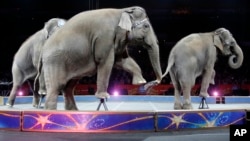 An Asian elephant performs during the national anthem for the final time in the Ringling Brothers and Barnum & Bailey Circus, May 1, 2016, in Providence, Rhode Island.