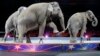 Elefantes dejan de ser atracción en los circos 