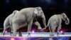 Elephants Perform for Last Time in Ringling Brothers Circus