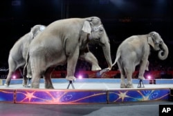 FILE - An Asian elephant performs during the national anthem for the final time in the Ringling Brothers and Barnum & Bailey Circus, May 1, 2016, in Providence, Rhode Island.