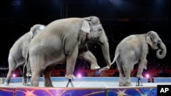 Asian elephants perform for the final time in the Ringling Brothers and Barnum & Bailey Circus, May 1, 2016, in Providence, Rhode Island.