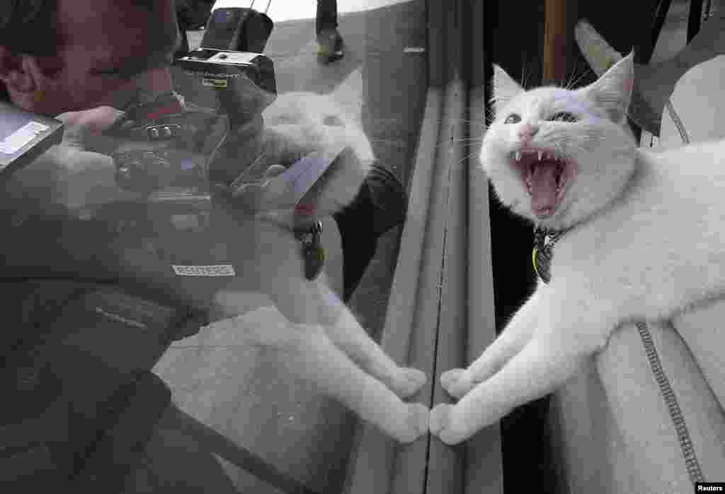 نیو یارک کے کیٹ کیفے میں کھینچی گئی بلی کی ایک انوکھی تصویر