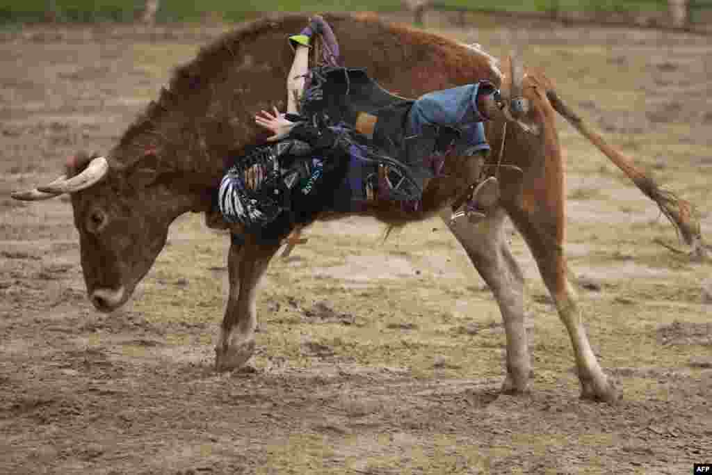 Sterling Huitron, 10, gets bucked off a mini bull during the Cowboy Mardi Gras Bull Riding and Mini Bull Riding Competition in Bandera, Texas, Feb. 15, 2020.