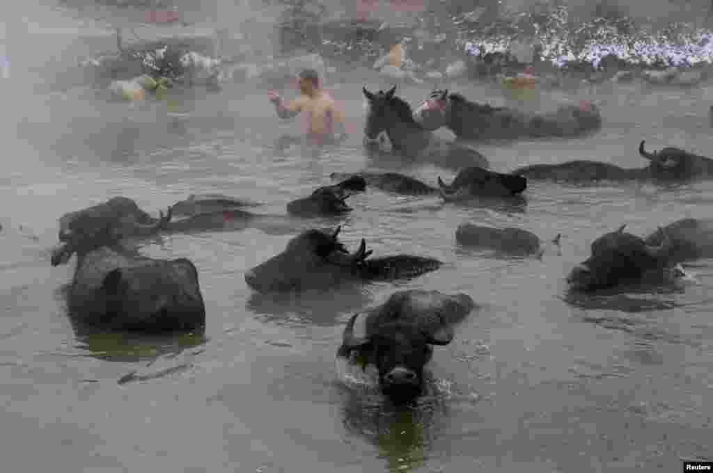 A villager escorts horses and buffalos as they bathe in a natural hot spring at a snow-covered valley in eastern Bitlis province, Turkey, Jan. 22, 2019.