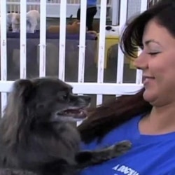 A four-legged client of A Dog’s Day Out, a day care business in Alexandria, Virginia