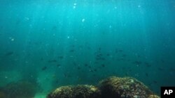 FILE - Fish swim over a patch of coral in Hawaii’s Kaneohe Bay off the island of Oahu, Oct. 26, 2015.