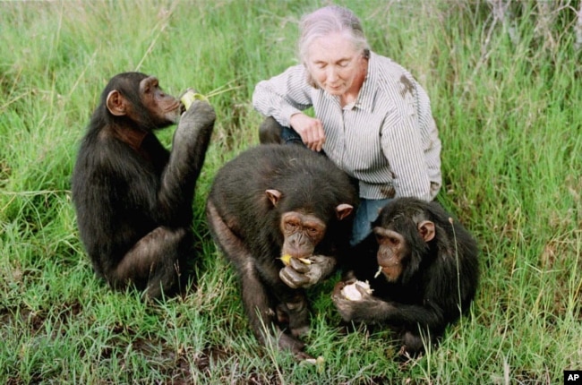 FILE - Jane Goodall and three of her chimps ear Nanyuki, 170 kms north of Nairobi December 6, 1997. (AP Photo/Jean-Marc Bouju)